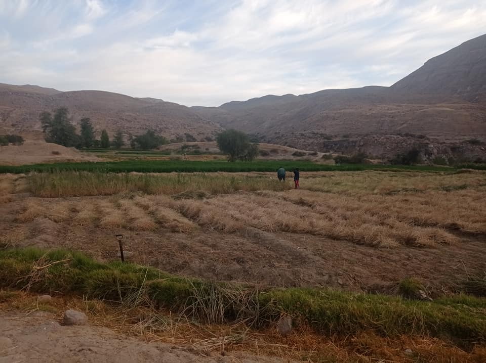 Fenogreco en Arequipa - Perú