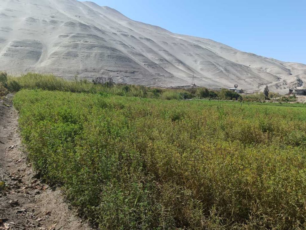 Nosotros Fenogreco Arequipa Perú.